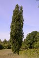 Black-Poplar - Populus nigra L.