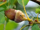 Sessile Oak - Quercus petraea (Matt.) Liebl.