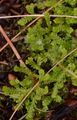 Swiss Clubmoss - Selaginella helvetica (L.) Spring