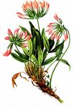 Westalpen-Klee - Trifolium alpinum L. 
