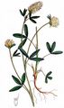 Sulphur Clover - Trifolium ochroleucon Huds.