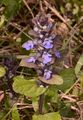 Bugle - Ajuga reptans L.