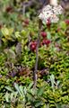 Carpathian Catsfoot - Antennaria carpatica (Wahlenb.) Bluff & Fingerh.