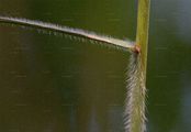 Hairy-Brome - Bromopsis ramosa (Huds.) Holub