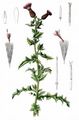 Creeping Thistle - Cirsium arvense (L.) Scop.