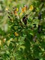 Clustered Broom - Cytisus hirsutus L.