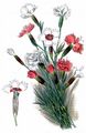 Pink - Dianthus plumarius L.