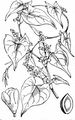 Black-Bindweed - Fallopia convolvulus (L.) Á. Löve