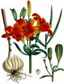 Orange-Lily - Lilium bulbiferum L. 