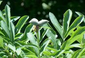 Garden Peony - Paeonia officinalis L.