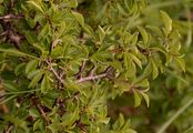 Rock Buckthorn - Rhamnus saxatilis Jacq.