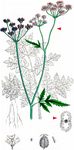 Gewöhnlicher Klettenkerbel - Torilis japonica (Houtt.) DC. 
