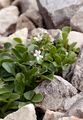 Dwarf Valerian - Valeriana supina Ard.