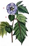 Giftbeere - Nicandra physalodes (L.) Gaertn. 