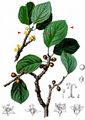 Dwarf Buckthorn - Rhamnus pumila Turra