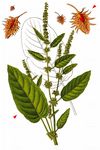 Stumpfblättriger Ampfer - Rumex obtusifolius L. 