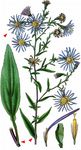 Neubelgien-Herbstaster - Symphyotrichum novi-belgii (L.) G. L. Nesom 