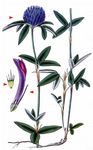 Hügel-Klee - Trifolium alpestre L. 
