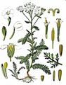 Yarrow - Achillea millefolium L.