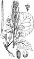 Garlic Mustard - Alliaria petiolata (M. Bieb.) Cavara & Grande
