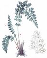 Smooth Rock-Spleenwort - Asplenium fontanum (L.) Bernh.