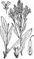 Woad - Isatis tinctoria L.