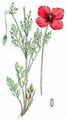 Long-Headed Poppy - Papaver dubium L.