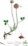 Erdbeer-Klee - Trifolium fragiferum L. 