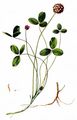 Strawberry Clover - Trifolium fragiferum L.