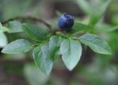 Bilberry - Vaccinium myrtillus L.