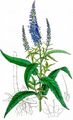Whorly Speedwell - Veronica longifolia L.