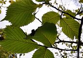 Ulmus glabra (Berg-Ulme) - Blätter