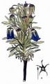 Alpine Bellflower - Campanula alpina Jacq.