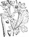 Greater Celandine - Chelidonium majus L.