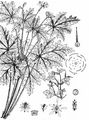 Herb-Robert - Geranium robertianum L.