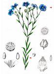 Flachs - Linum usitatissimum L. 