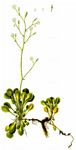 Keilblättriger Steinbrech - Saxifraga cuneifolia L. 
