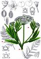 Greater Water-Parsnip - Sium latifolium L. 