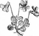 Teesdale Violet - Viola rupestris F. W. Schmidt