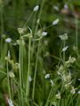 Few-Flowered Garlic - Allium paradoxum (M. Bieb.) G. Don