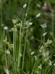 Wunder-Lauch - Allium paradoxum (M. Bieb.) G. Don 