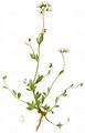 Haller's Rockcress - Arabidopsis halleri (L.) O'Kane & Al-Shehbaz