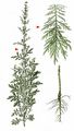 Slender Mugwort - Artemisia biennis Willd.