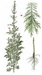 Zweijähriger Beifuß - Artemisia biennis Willd. 