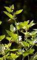 Deadly Nightshade - Atropa bella-donna L.