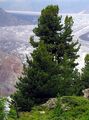 Arolla Pine - Pinus cembra L.