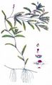 Curled Pondweed - Potamogeton crispus L.