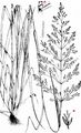 Black Bent - Agrostis gigantea Roth