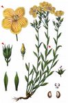 Gelber Lein - Linum flavum L. 