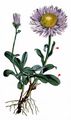 Alpine Aster - Aster alpinus L.